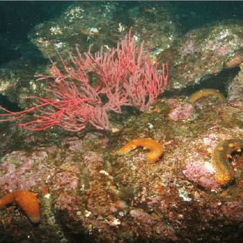 March 2019- Assessment of Warty Sea Cucumber Abundance at Anacapa Island 1