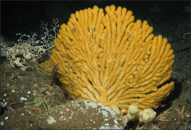 June 2017 - Oceana Deep sea Coral and Sponge 2017 Final Report 12
