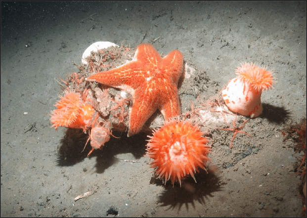 May 2017 - North Coast Baseline Program Final Report: Mid-depth and Deep Subtidal Ecosystems 85