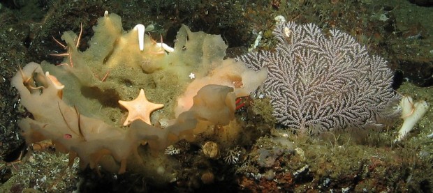 June 2017 - Oceana Deep sea Coral and Sponge 2017 Final Report 49