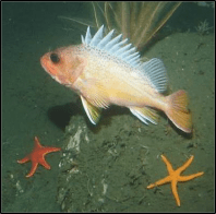 May 2017 - North Coast Baseline Program Final Report: Mid-depth and Deep Subtidal Ecosystems 16