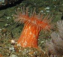 June 2017 - Oceana Deep sea Coral and Sponge 2017 Final Report 31