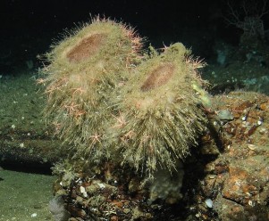 June 2017 - Oceana Deep sea Coral and Sponge 2017 Final Report 32