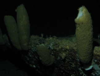 June 2017 - Oceana Deep sea Coral and Sponge 2017 Final Report 79
