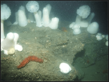 May 2017 - North Coast Baseline Program Final Report: Mid-depth and Deep Subtidal Ecosystems 112