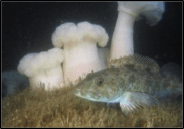 May 2017 - North Coast Baseline Program Final Report: Mid-depth and Deep Subtidal Ecosystems 113