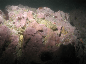 May 2017 - North Coast Baseline Program Final Report: Mid-depth and Deep Subtidal Ecosystems 55