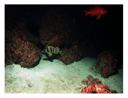 Jan 2015 - South Coast Marine Protected Areas Baseline Characterization and Monitoring of Mid-Depth Rocky and Soft-Bottom Ecosystems (20-350m) 219