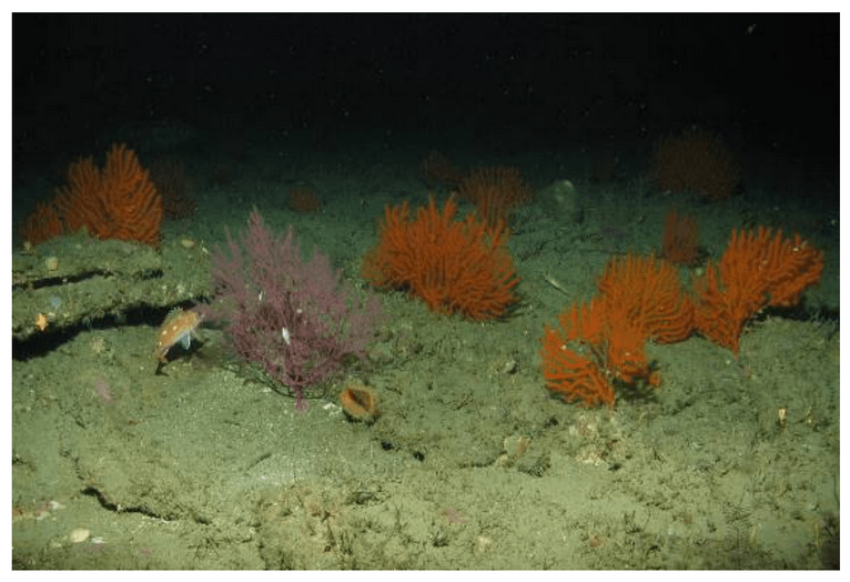 June 2016 - Cruise Report for ‘Patterns in Deep-Sea Corals’ Expedition 2016: NOAA ship Shearwater SW-16-08 1