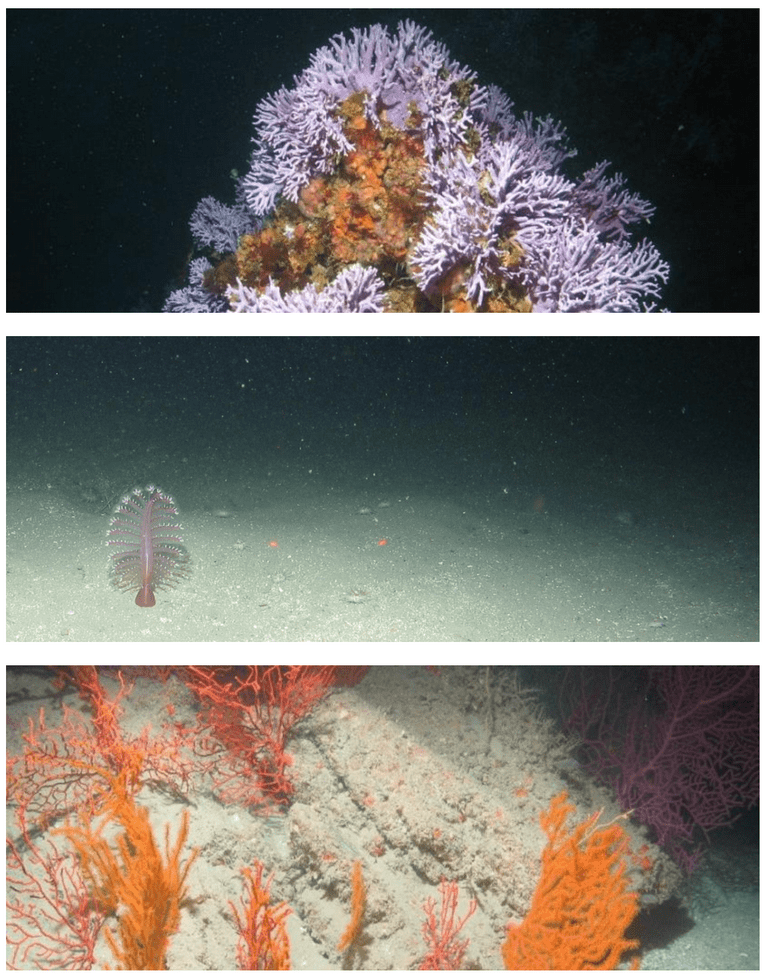 Jan 2015 - South Coast Marine Protected Areas Baseline Characterization and Monitoring of Mid-Depth Rocky and Soft-Bottom Ecosystems (20-350m) 156