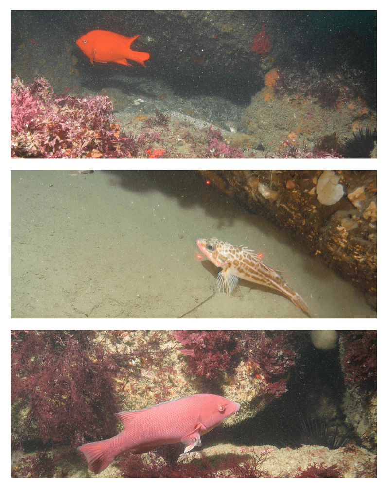 Jan 2015 - South Coast Marine Protected Areas Baseline Characterization and Monitoring of Mid-Depth Rocky and Soft-Bottom Ecosystems (20-350m) 74