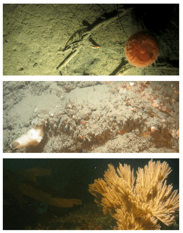 Jan 2015 - South Coast Marine Protected Areas Baseline Characterization and Monitoring of Mid-Depth Rocky and Soft-Bottom Ecosystems (20-350m) 188