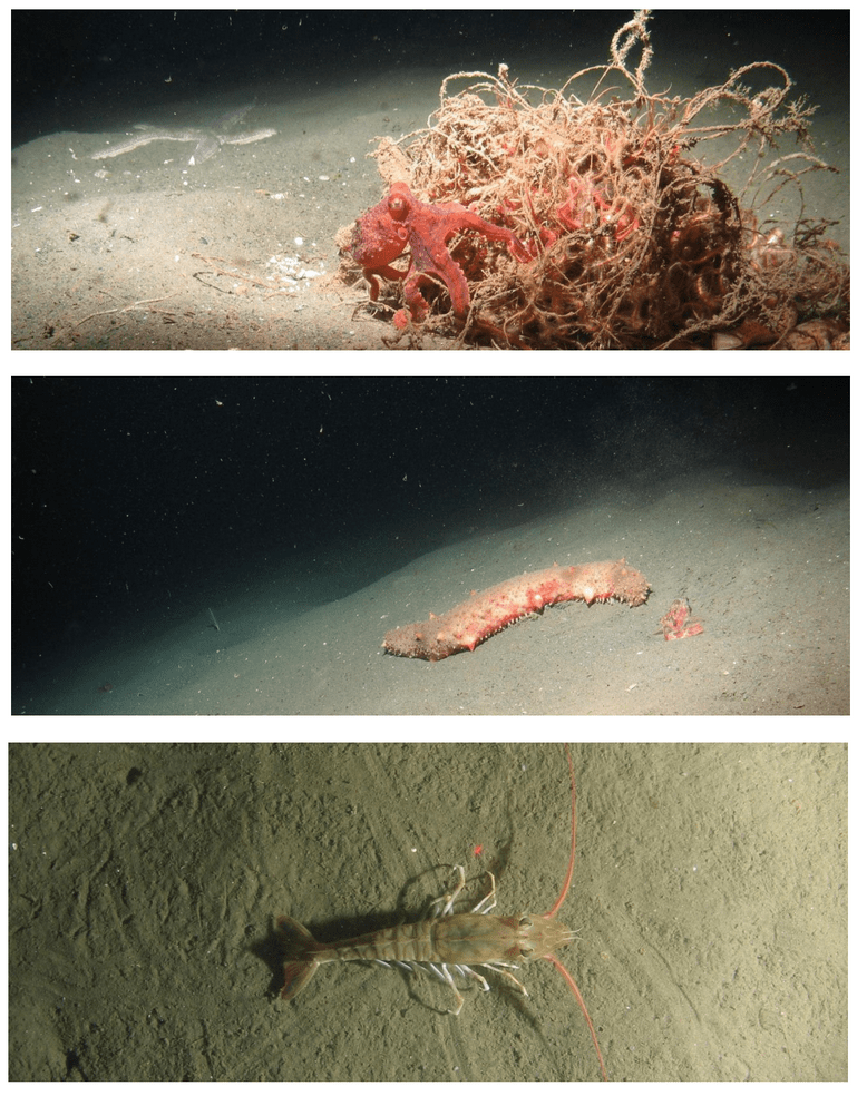Jan 2015 - South Coast Marine Protected Areas Baseline Characterization and Monitoring of Mid-Depth Rocky and Soft-Bottom Ecosystems (20-350m) 186