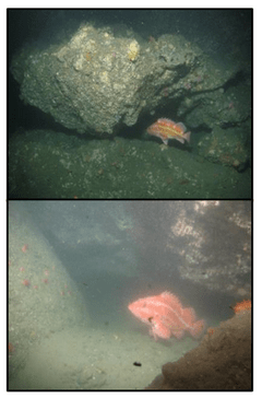 May 2017 - North Coast Baseline Program Final Report: Mid-depth and Deep Subtidal Ecosystems 110