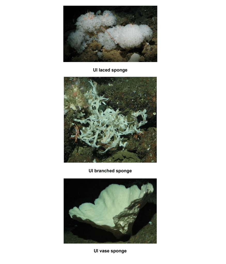June 2017 - Oceana Deep sea Coral and Sponge 2017 Final Report 36