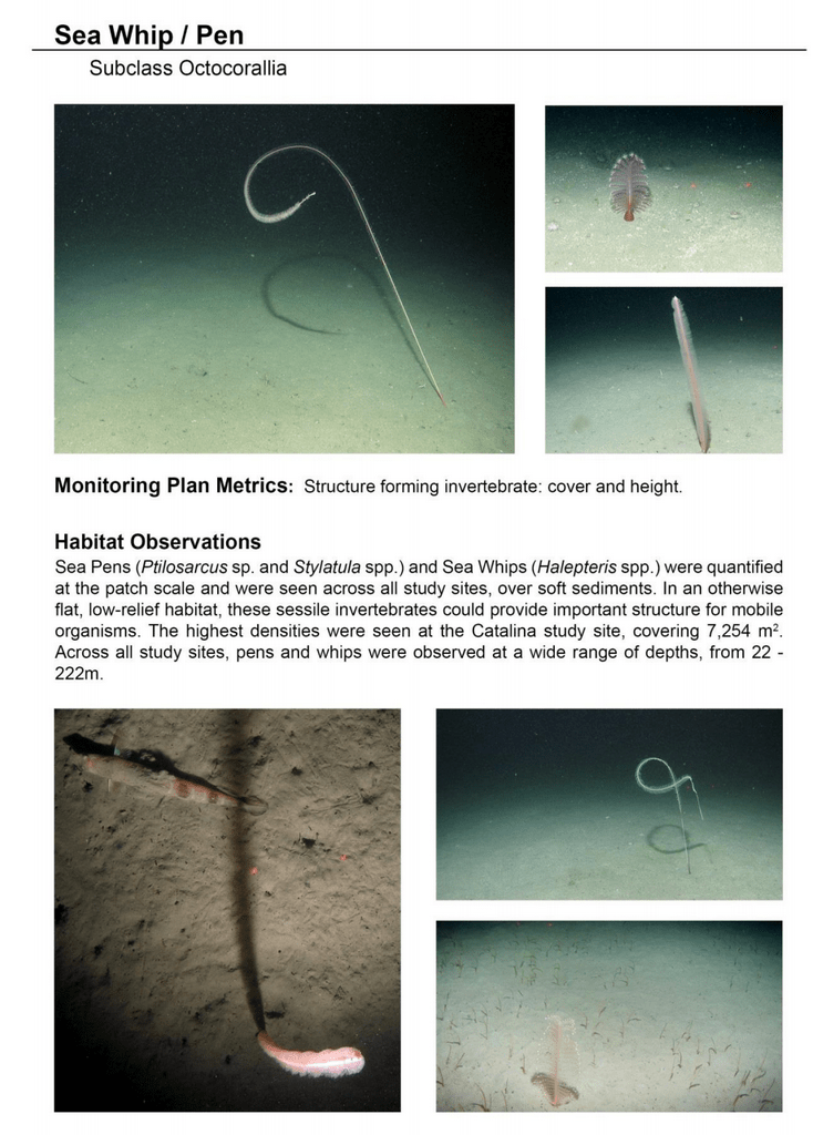 Jan 2015 - South Coast Marine Protected Areas Baseline Characterization and Monitoring of Mid-Depth Rocky and Soft-Bottom Ecosystems (20-350m) 309