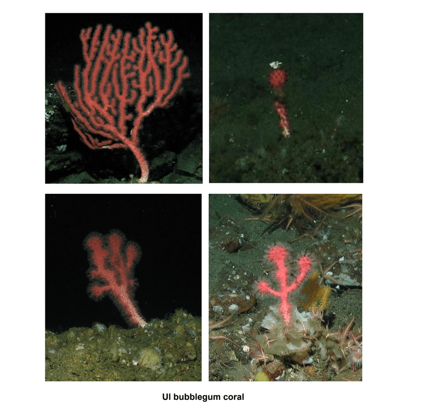 June 2017 - Oceana Deep sea Coral and Sponge 2017 Final Report 78