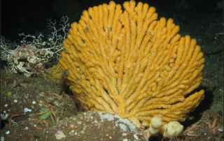 June 2017 - Oceana Deep sea Coral and Sponge 2017 Final Report 5