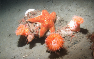May 2017 - North Coast Baseline Program Final Report: Mid-depth and Deep Subtidal Ecosystems 6