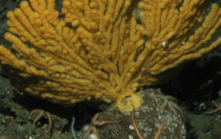 August 2018 - A New Species of Gorgonian Octocoral from the Mesophotic Zone 2