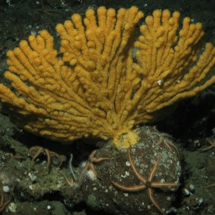 August 2018 - A New Species of Gorgonian Octocoral from the Mesophotic Zone 12