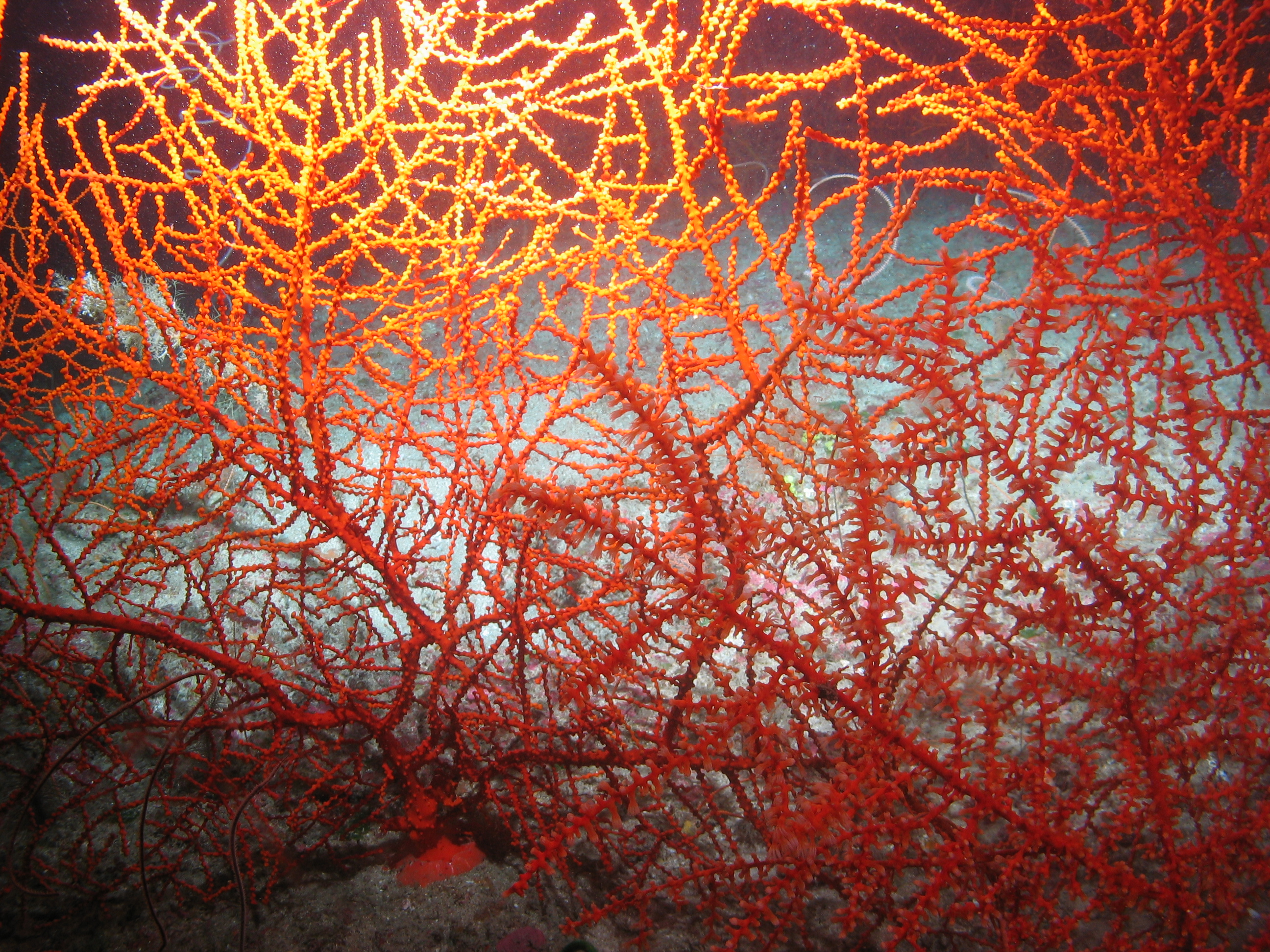 Gulf of Mexico - E 5