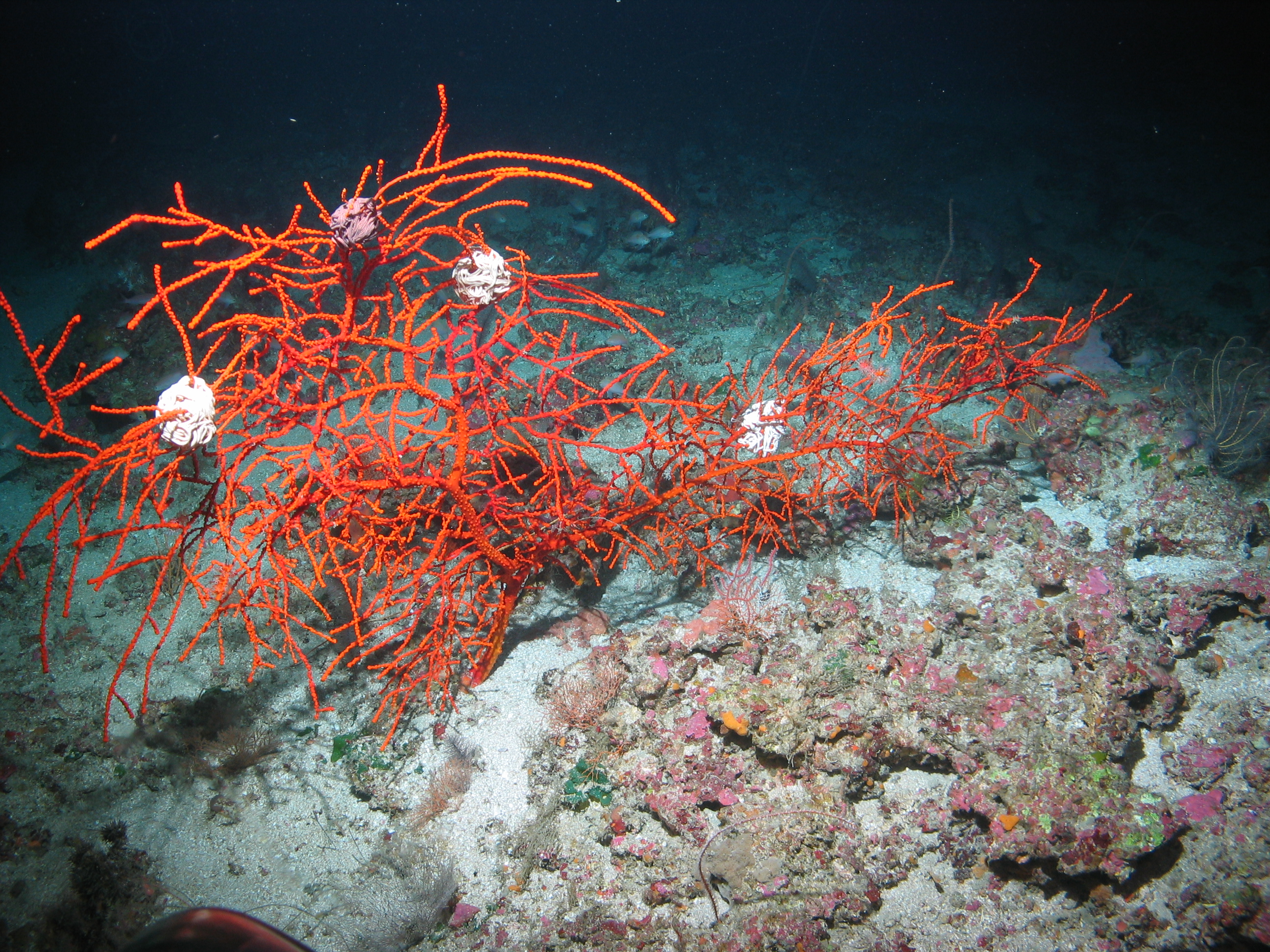 Gulf of Mexico - E 1