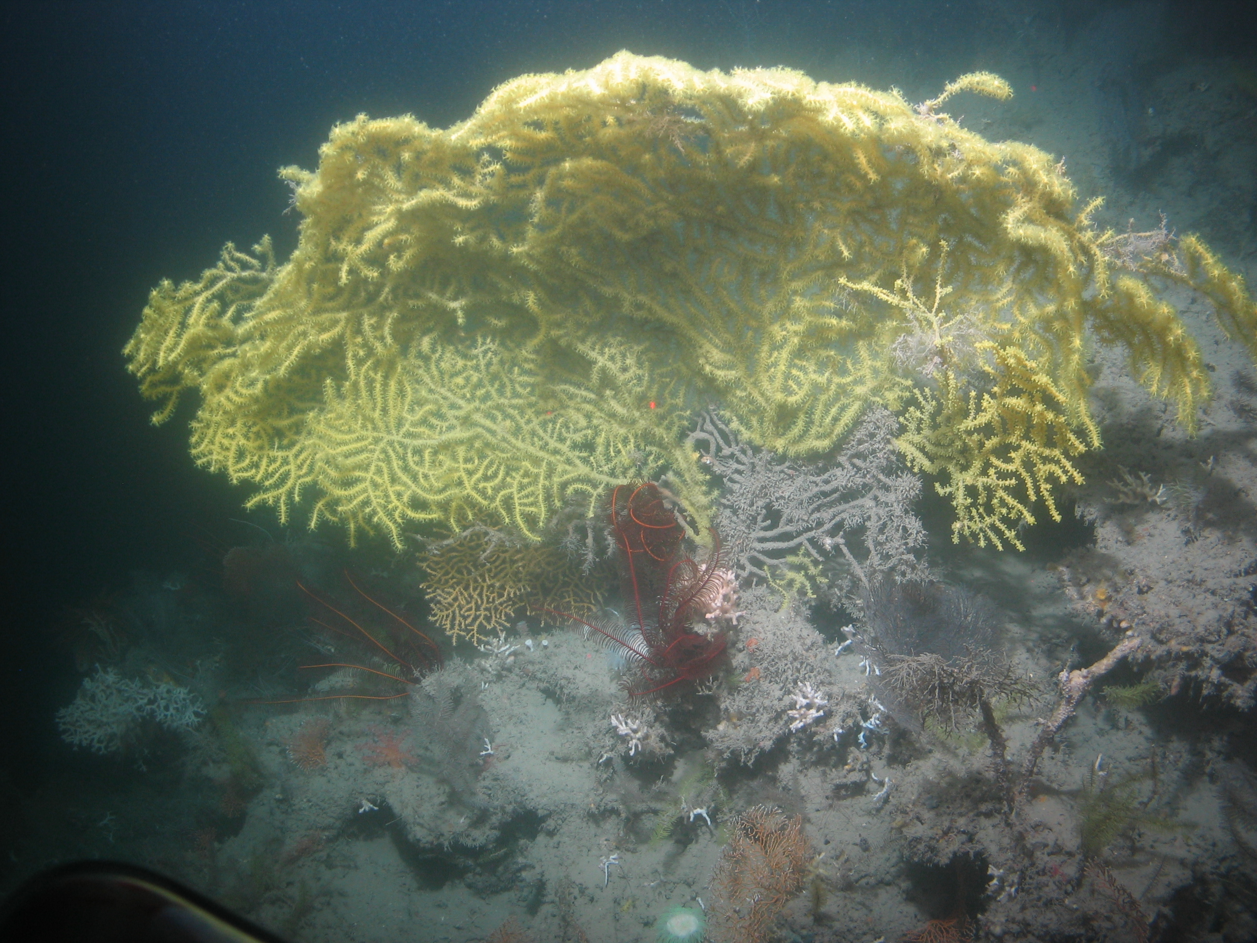 Gulf of Mexico - E 3