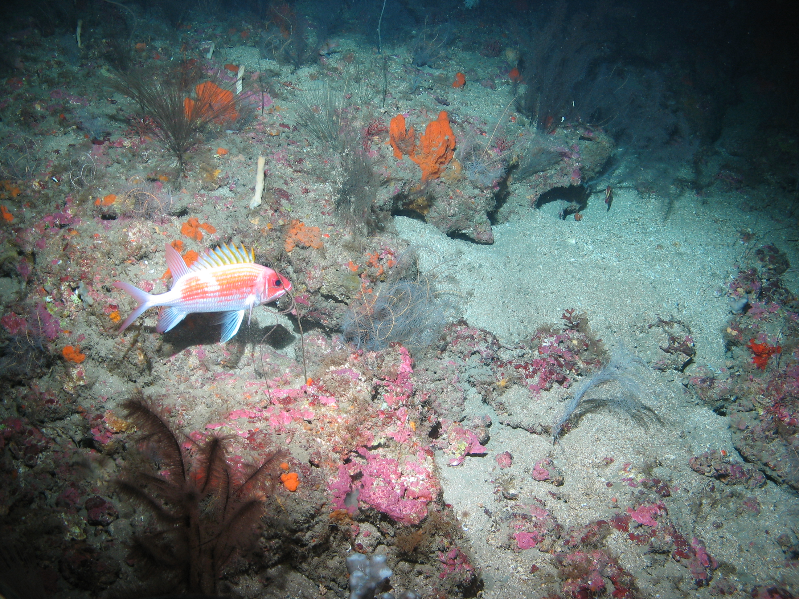 Gulf of Mexico - E 4