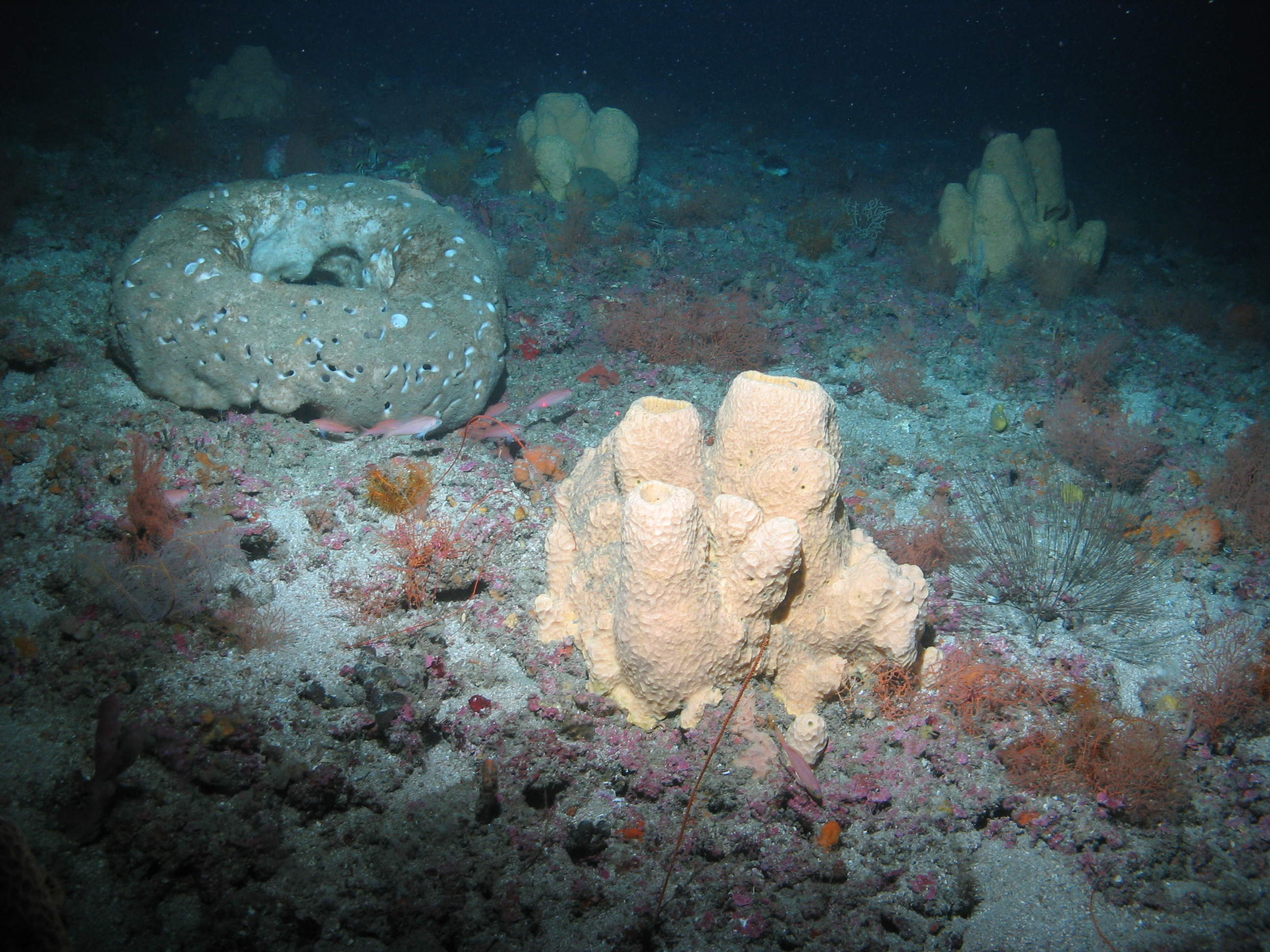 Gulf of Mexico - F 2