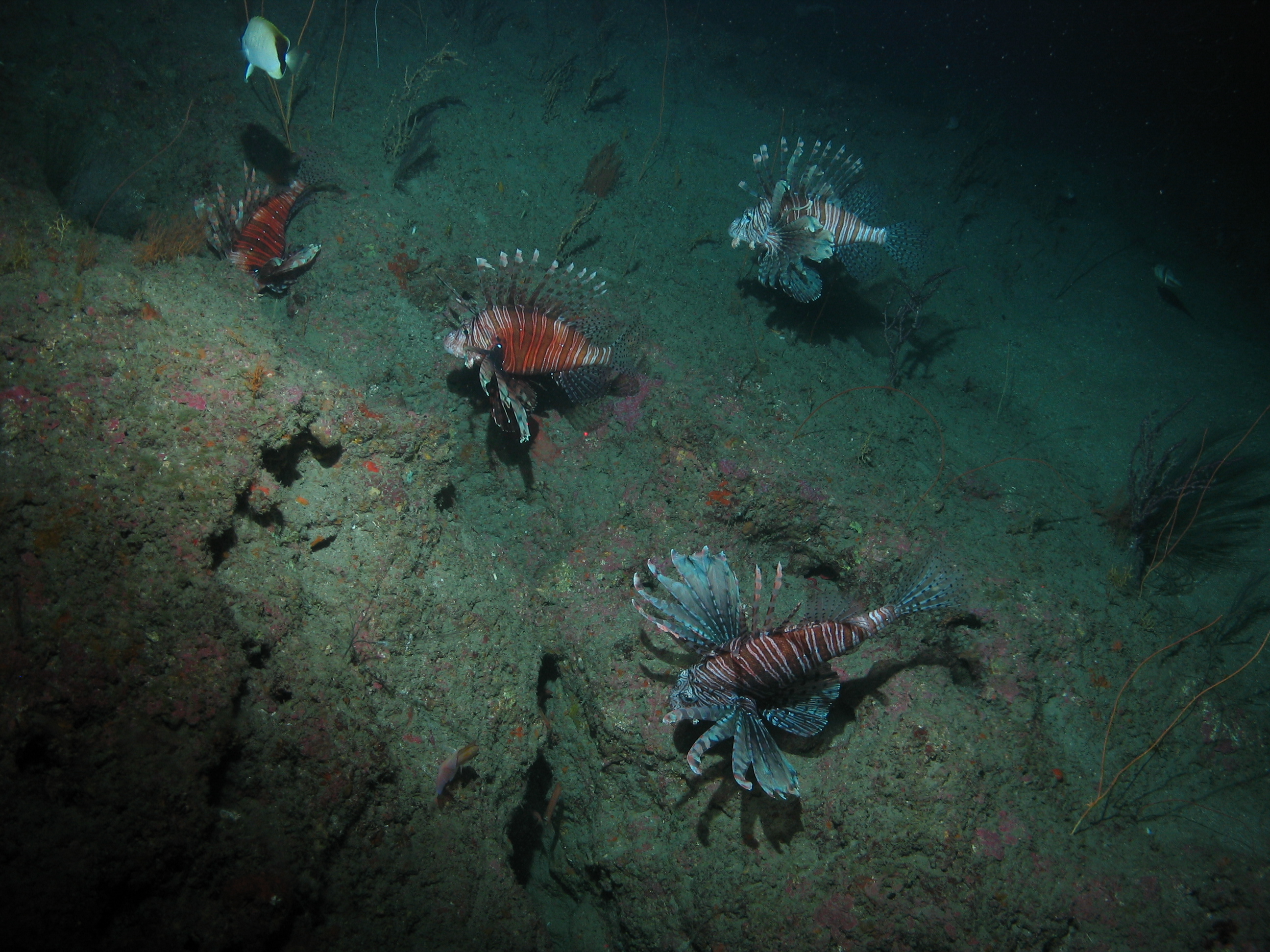 Gulf of Mexico - F 3