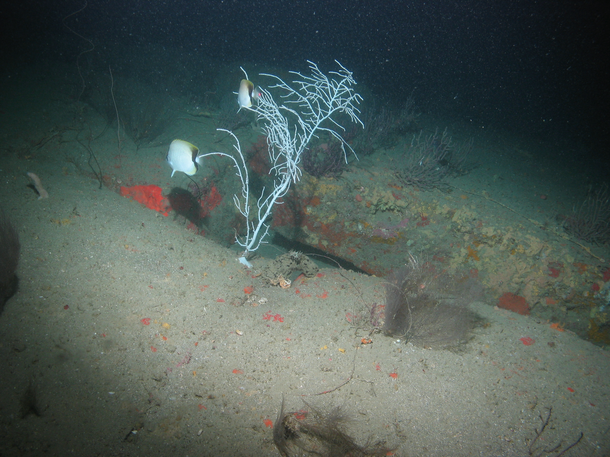 Gulf of Mexico - F 4