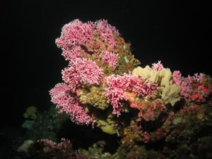 2025 Annual Impact Report 1